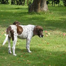 Gammel dansk hønsehund Buster