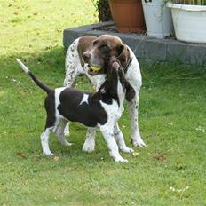 Gammel dansk hønsehund Buster