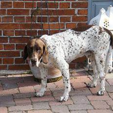 Gammel dansk hønsehund Buster
