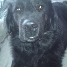 Blanding af racer thyson