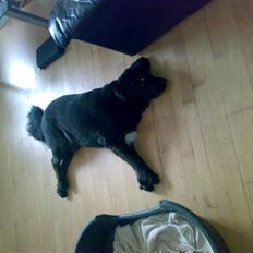 Blanding af racer thyson