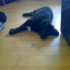 Blanding af racer thyson