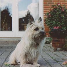 Cairn terrier Rufus R.I.P