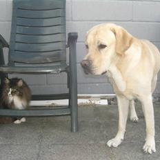 Labrador retriever Athos