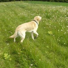 Labrador retriever Athos