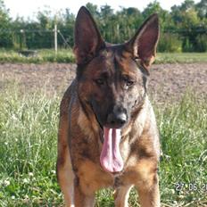 Schæferhund Kweo's Porsche