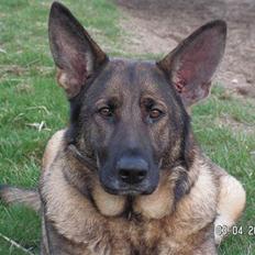 Schæferhund Kweo's Porsche