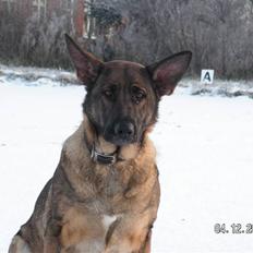 Schæferhund Kweo's Porsche