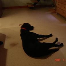 Labrador retriever balder R.I.P