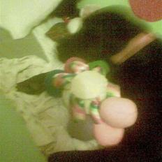 Labrador retriever balder R.I.P