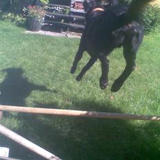 Labrador retriever balder R.I.P