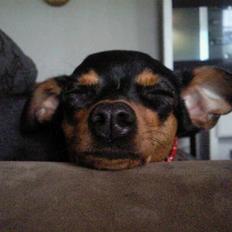 Prazsky krysarik Alma