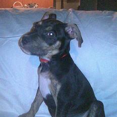 Amerikansk staffordshire terrier Lucifer