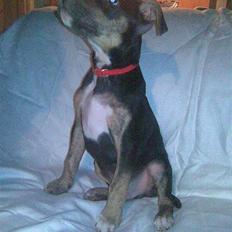 Amerikansk staffordshire terrier Lucifer