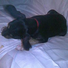 Amerikansk staffordshire terrier Lucifer