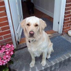 Golden retriever Sigurd