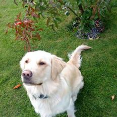 Golden retriever Sigurd