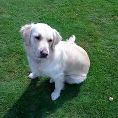 Golden retriever Sigurd