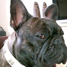 Fransk bulldog malou