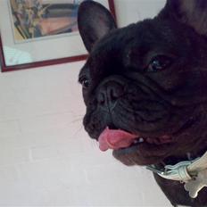 Fransk bulldog malou