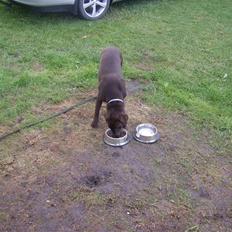 Labrador retriever Mille