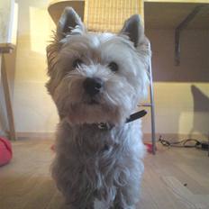 West highland white terrier Rocky "of White Roses"