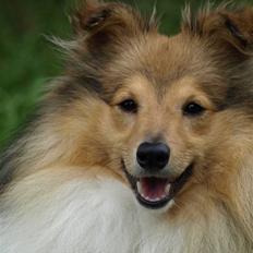 Shetland sheepdog Zimba