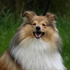 Shetland sheepdog Zimba