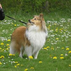 Shetland sheepdog Zimba