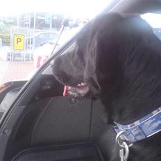 Labrador retriever Laika