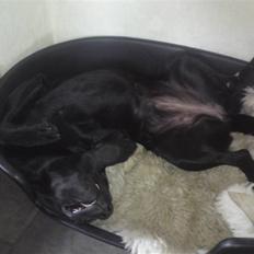 Labrador retriever Laika