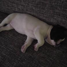 Fransk bulldog Molly