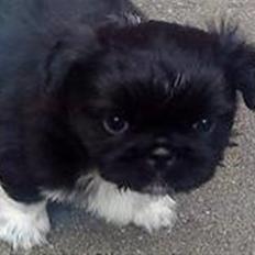 Pekingeser Oscar