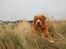 Nova scotia duck tolling retriever Tolkien