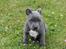Staffordshire bull terrier Bentley