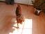Cocker spaniel chanel (R.I.P. SMUKKE HUND - Står og kigger på sol