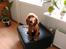 Cocker spaniel chanel (R.I.P. SMUKKE HUND - er jeg ik bare sød