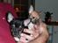 Chihuahua Buddy - Mig og min lillesøster Shika, der bor hos Ann-Sophie i Københanvn .