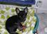 Chihuahua Buddy - Det er nu et herligt sted at ligge.