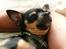 Chihuahua Buddy - Mmmmm, dejligt at ligge i arm, her hos Tarzan.