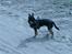 Chihuahua Buddy - Jeg kan ikke lide denne her nye sele. den er vist til en gallophest.