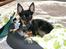 Chihuahua Buddy - Ka´ I se min flotte ørestilling?