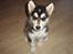 Alaskan malamute Tilde - 8 uger gammel.. og lige kommet hjem... kan allerede sit... men fik lidt hjælp 