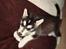 Alaskan malamute Tilde - Så blev min seng indviet...
