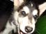 Alaskan malamute Tilde - Er der nogen derinde????