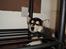 Alaskan malamute Tilde - Tager lige en lille lur....