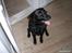 Blanding af racer Ronja R.I.P :( - bare et godt billede af din lange tunge :´)