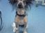 Chinese crested hårløs Akina  - Akina ELSKER dyrlæger, dog ikke når de som her har suget blod ud af hende;) Men de giver bare ALTID lækre godbidder! Januar 2010