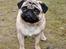 Mops *RBM* Omar Pug Altbox  *Frodo* - Frodo 