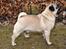 Mops *RBM* Omar Pug Altbox  *Frodo* - Frodo 